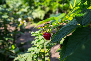 a ripe raspberry on a branch in garden