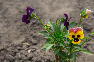 a beautiful flowers of yellow and blue in the garden