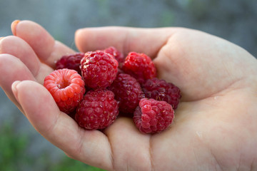 a ripe juicy tasty raspberries in the hand of a girl