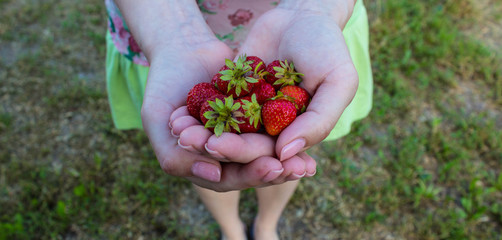 a ripe juicy tasty strawberries on the palms of a girl