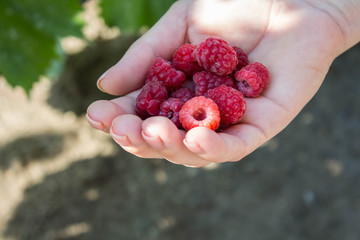 a ripe juicy raspberries in women hand