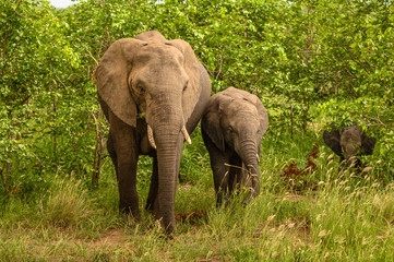 Fototapeta premium Wild african elephant close up, Botswana, Africa