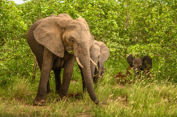 Fototapeta premium Wild african elephant close up, Botswana, Africa