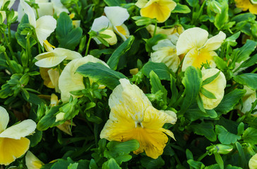 Background of yellow pansies. Beautiful design of flower beds in the summer.