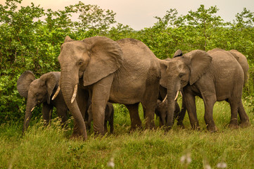 Fototapeta na wymiar Wild african elephant close up, Botswana, Africa