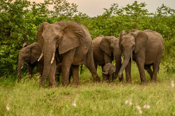 Wild african elephant close up, Botswana, Africa