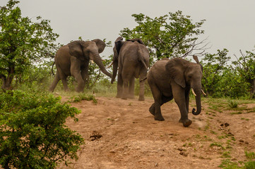 Fototapeta na wymiar Wild african elephant close up, Botswana, Africa