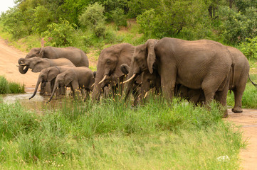 Naklejka na ściany i meble Wild african elephant close up, Botswana, Africa