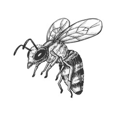 Flying Honey Bee Insect Gathering Nectar Vector. Bee With Wing And Feeler. Fly Animal Honeybee Nature Pollinates Flower And Tree For Better Plant. Monochrome Designed Cartoon illustration