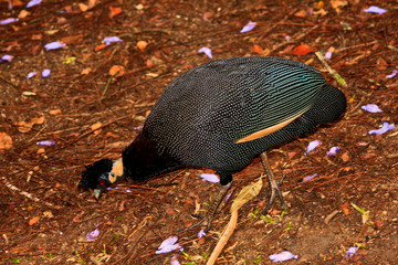 Fototapeta premium Black Guinea Fowl