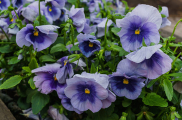 Background of blue pansies. Beautiful design of flower beds in the summer.