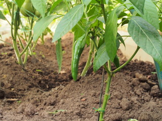Green fruits of hot pepper. Agriculture.