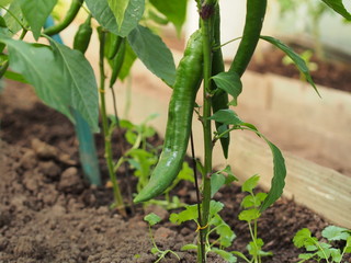 Green fruits of hot pepper. Agriculture.
