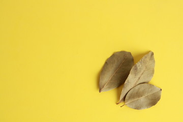 bay leaves in colorful background