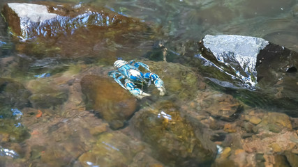 side on view of a lamington spiny cray in a mountain stream