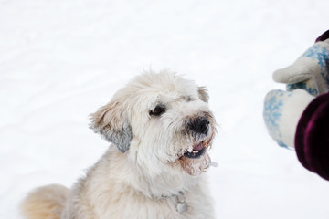 Feeding dog by owner hand. South Russian Shepherd Dog for a walk in wintertime.
