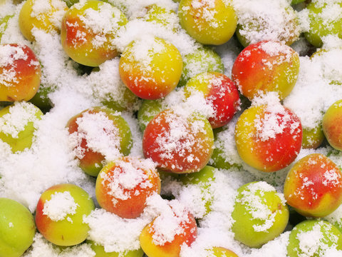 南高梅　梅干し　塩漬け