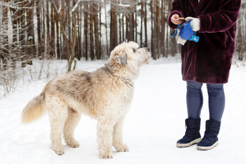 Feeding dog by owner hand. South Russian Shepherd Dog for a walk in wintertime.