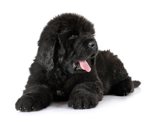 puppy newfoundland dog