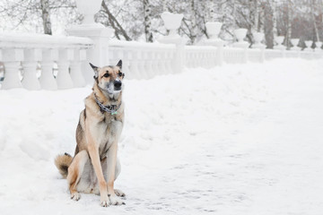 Brown and white short-haired mongrel dog on a background of a winter snowy park.