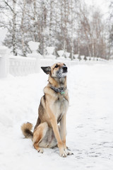 Brown and white short-haired mongrel dog on a background of a winter snowy park.