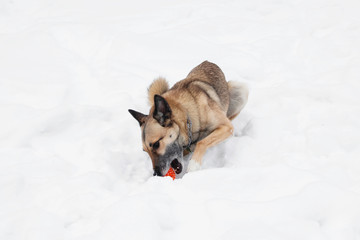 Brown and white short-haired mongrel dog is playing with orange rubber ball on the snow.