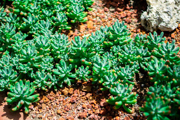 Dudleya pachyphytum Is a herbaceous plant Shrub Canopy diameter Circulated as a cluster around the top, stacked tightly at the end of the pointed blade, with smooth leaves, thick leaves, grayish green