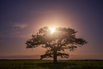 Old oak tree in the night sky with the moon