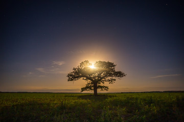 Old oak tree in the night sky with the moon