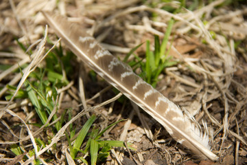 pheasant feather