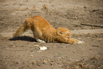 Fototapeta premium ginger cat
