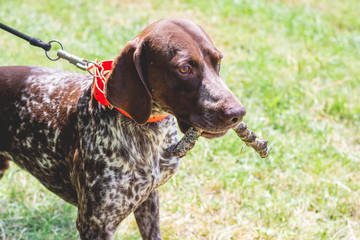 German shorthaired dog is running on the lawn grass in the park with a branch in his teeth_