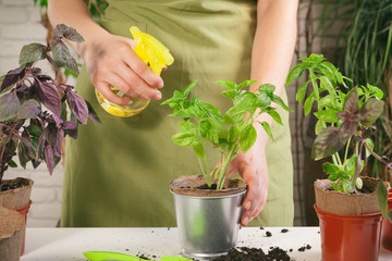people, gardening, flower planting and profession concept - close up of woman or gardener hands planting