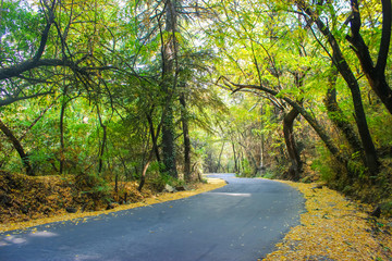 Fototapeta premium A beautiful wide road passing through the forest with autumn colours in Kashmir