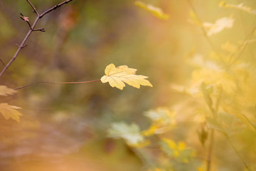 Yellow leaf of maple on blurry autumn background in warm colors_