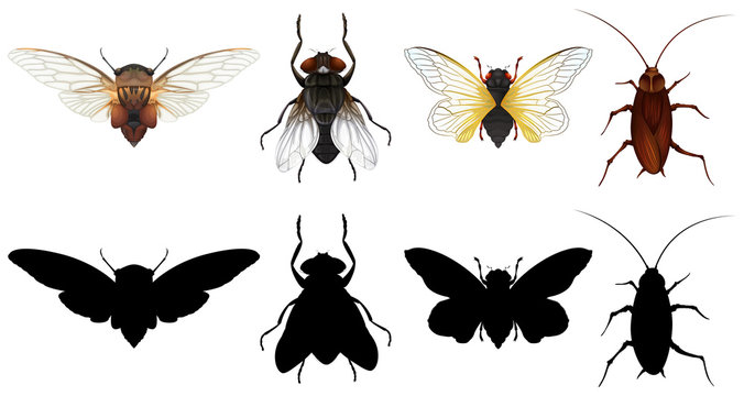 Set of different insects
