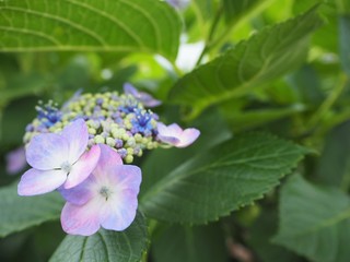 アジサイの花　初夏