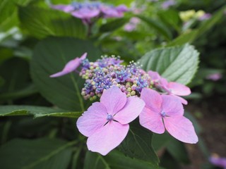 アジサイの花　初夏