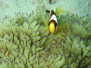 Closeup and macro shot of Barrier Reef anemonefish or Amphiprion akindynos during a leisure dive in...