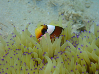Closeup and macro shot of Barrier Reef anemonefish or Amphiprion akindynos during a leisure dive in...