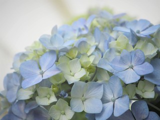 アジサイの花　初夏
