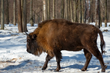 Wild Eurasian bisons (wisents) in the winter forest in Russia