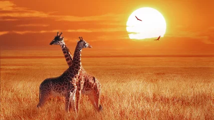 Poster Groep giraf bij zonsondergang in het Serengeti National Park. Tanzania. Wilde natuur van Afrika. Afrikaans artistiek landschap. © delbars