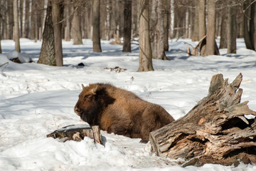 Young Wild Eurasian bison (wisent) in the winter forest in Russia