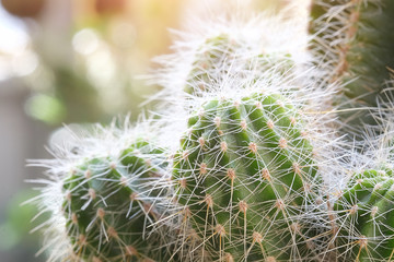 Cropped shot view Selective focus close-up shot on cactus cluster. well known species of cactus cultivated as an ornamental plant.