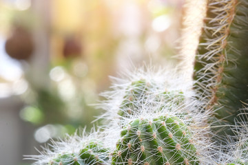 Obraz premium Cropped shot view Selective focus close-up shot on cactus cluster. well known species of cactus cultivated as an ornamental plant.
