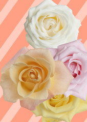 roses on white background