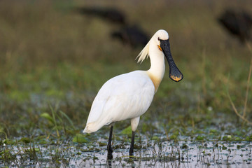 Eurasian spoonbill or common spoonbill, Platalea leucorodia, India