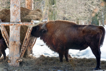 Wild Eurasian bisons (wisents) in the winter forest in Russia