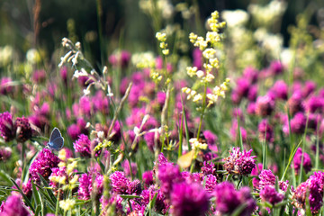 young butterfly in the red flovers